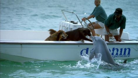 delfin-kutyus.jpg